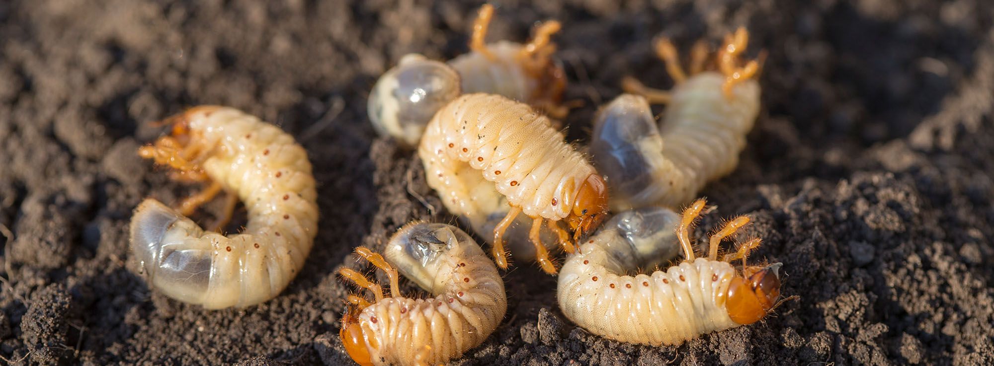 Several grubs on-top of soil.