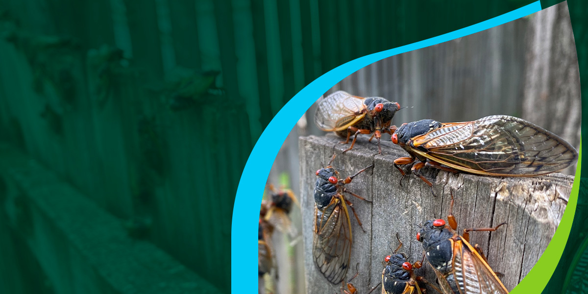 Preparing for the 2024 Cicada Brood