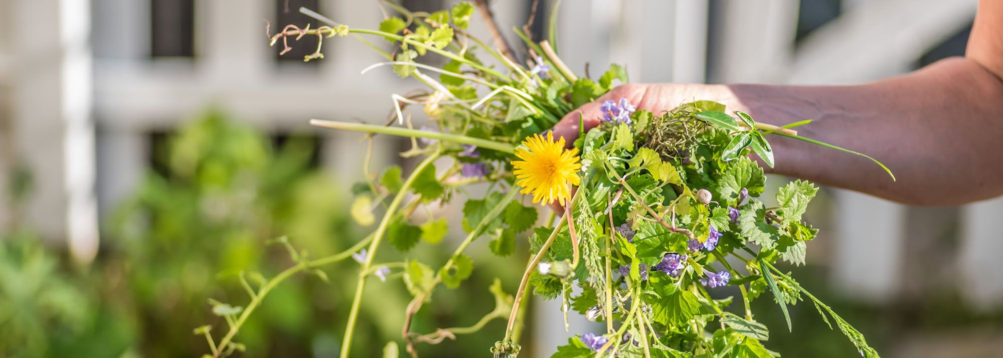 pulling weeds from the yard