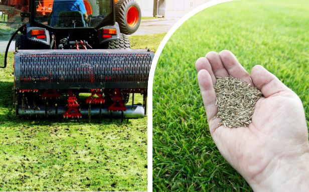 aeration seeding for lawn