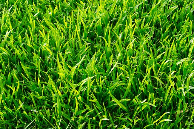 Turf type tall fescue grass.