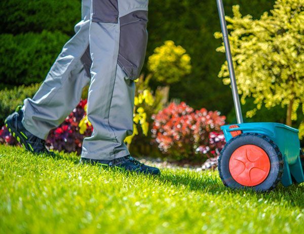 aeration seeding a lawn