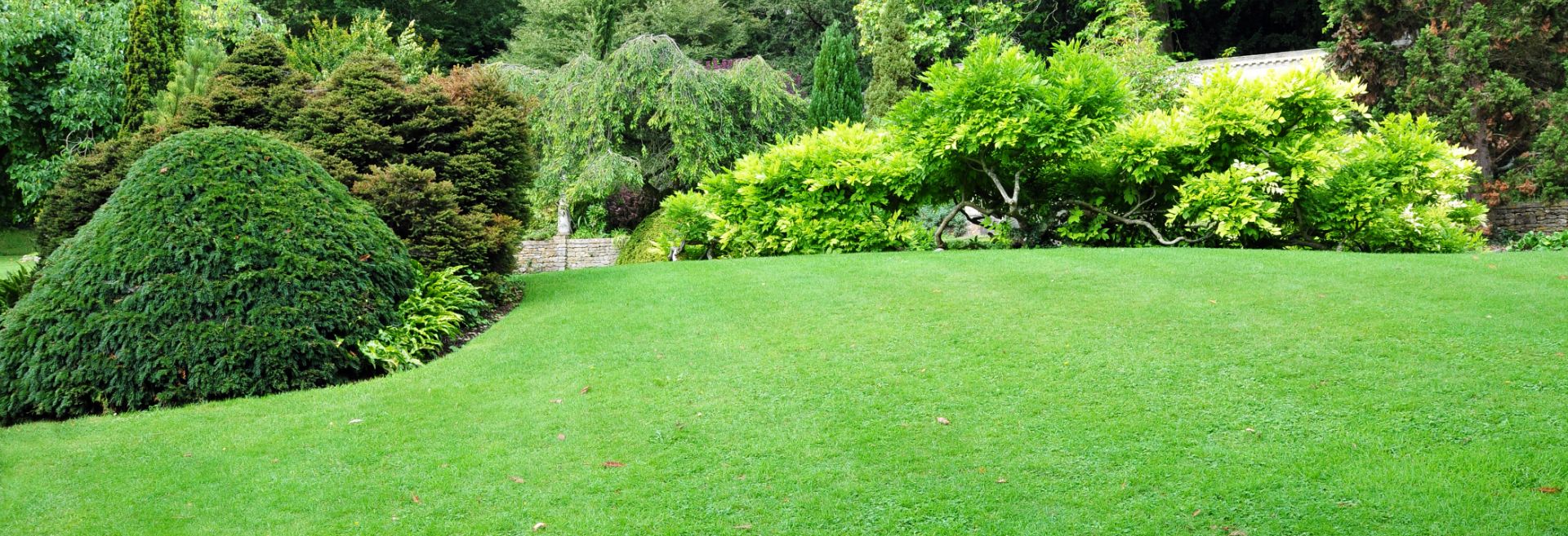 green lawn in the backyard