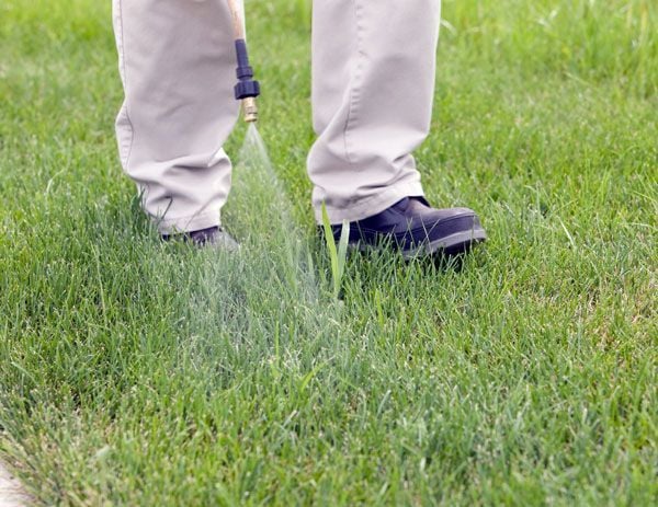 crabgrass control for lawn