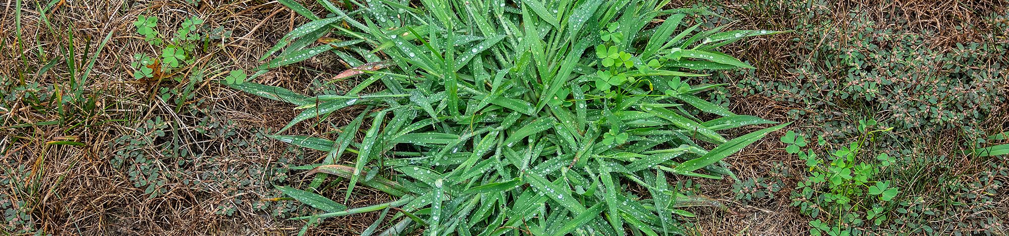 Crab grass in a lawn.