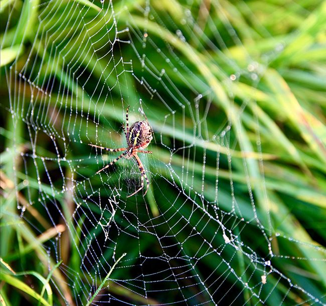 Spider in a web woven into the lawn.