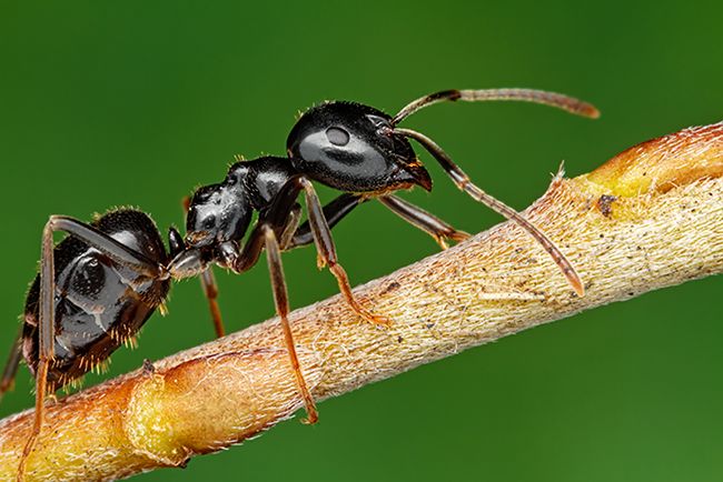 Ant on a small twig.