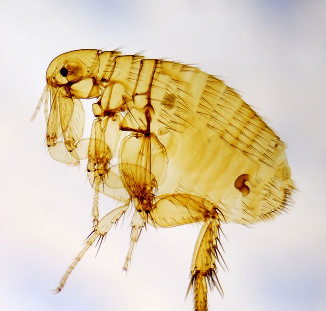 A macro shot of a flea.