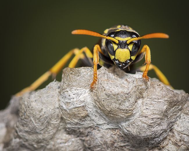 A wasp sitting atop its nest.
