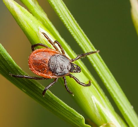 A tick on tall blades of grass.