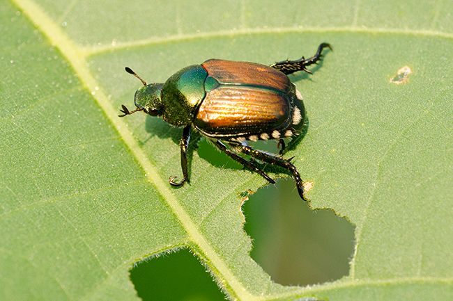 Beetle sitting on a chewed up leaf.