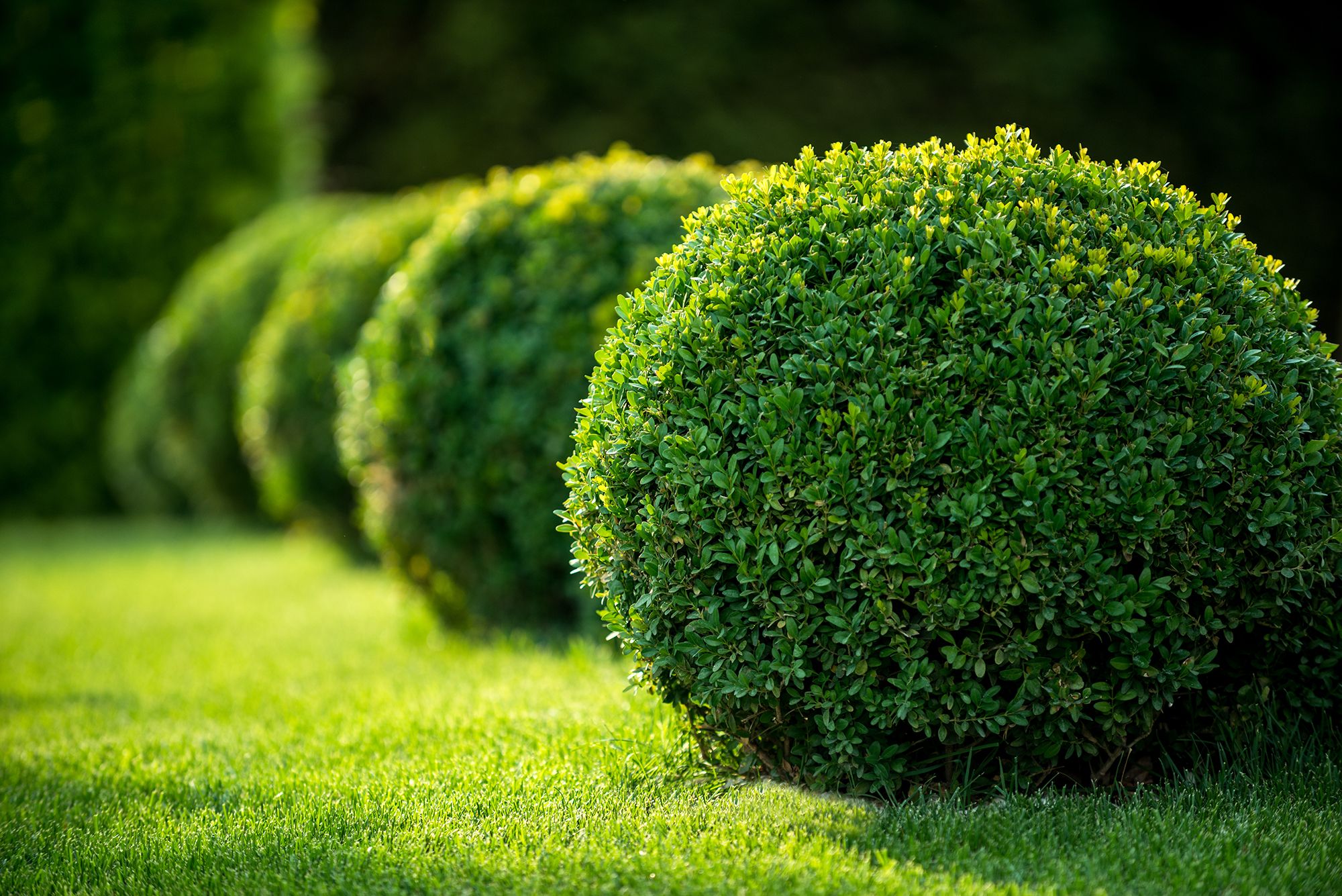 A neat row of shrubs.