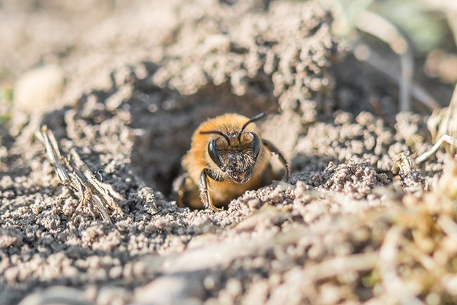 A miner bee emerging from burrow.