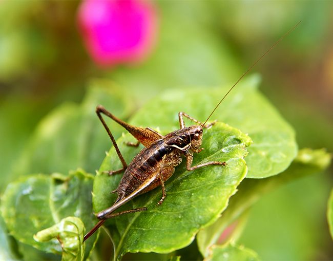 Cricket sitting on a leaf.