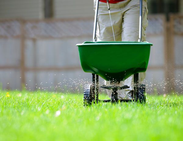 Fertilizer being spread in a lawn.