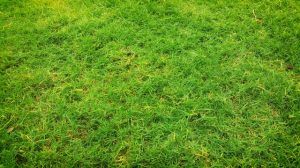 How to Keep Fungal Diseases Out of Your Lawn