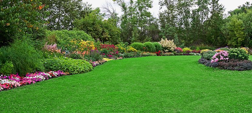 premium organic lawns plan