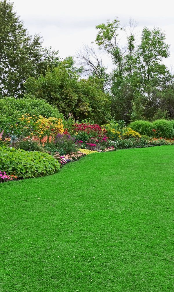 a yard treated by Organic Lawns with the premium plan