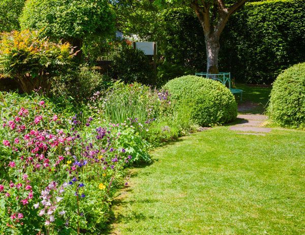 green backyard with tree shrubs