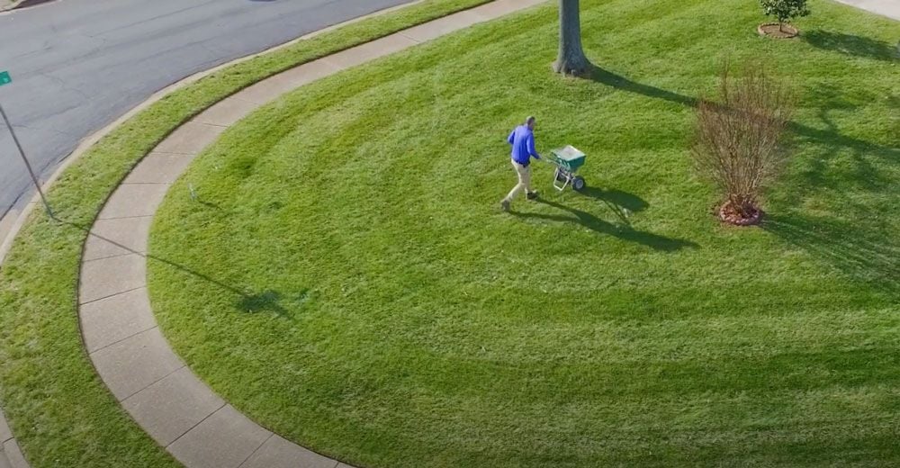 seeding a green yard