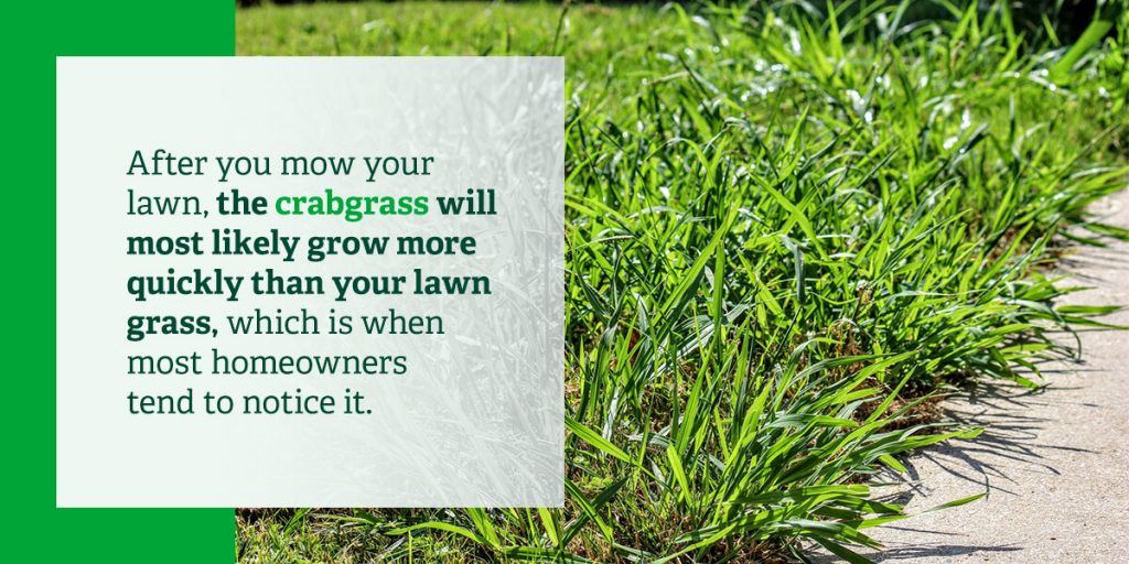 What is Crabgrass? (Characteristics and Appearance) Removal