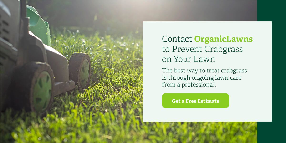 Contact Organic Lawns to prevent crabgrass on your lawn.