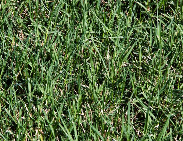 bermuda grass control