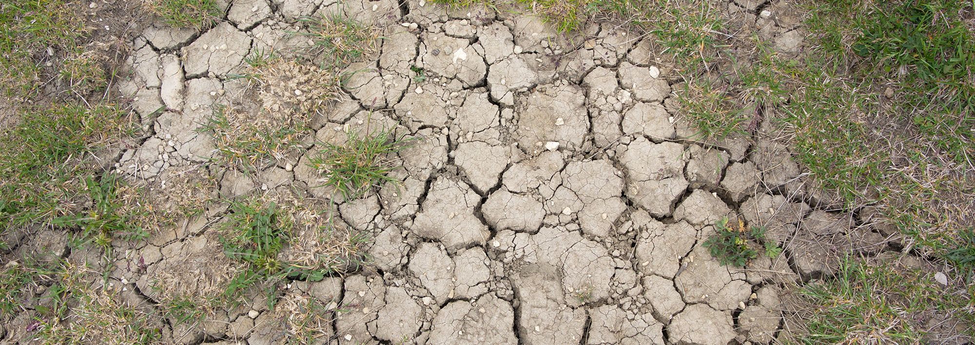 A dried and cracked dirt patch.