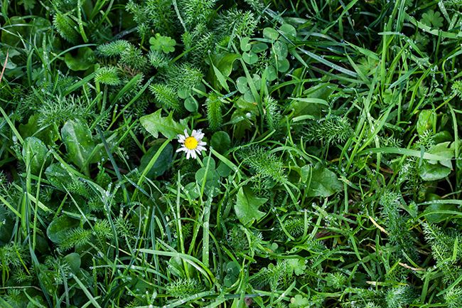 An assortment of weeds growing in lawn.