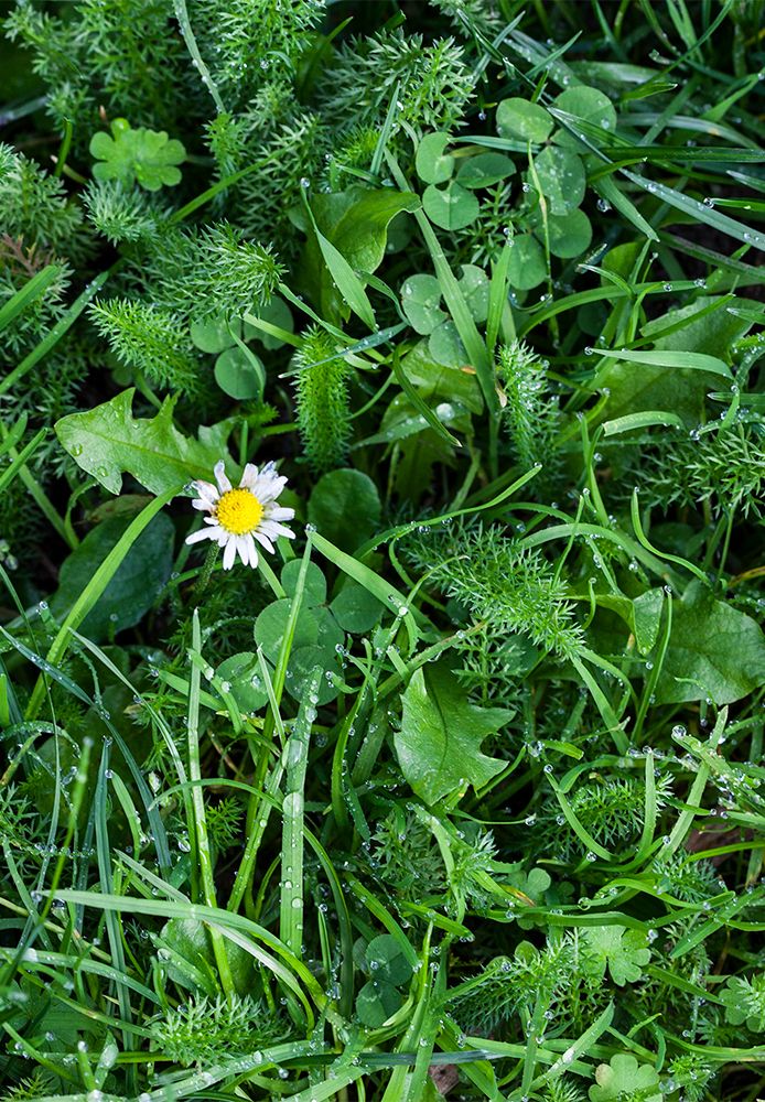 An assortment of weeds growing in lawn.