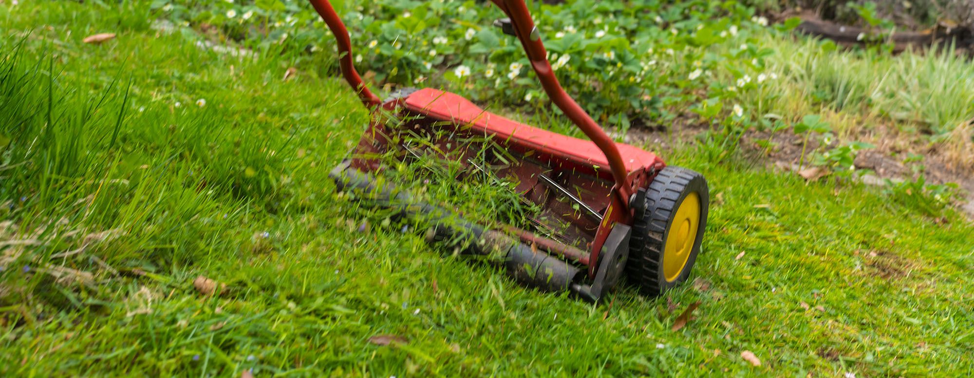 Someone pushing lawn mover in backyard on green grass.