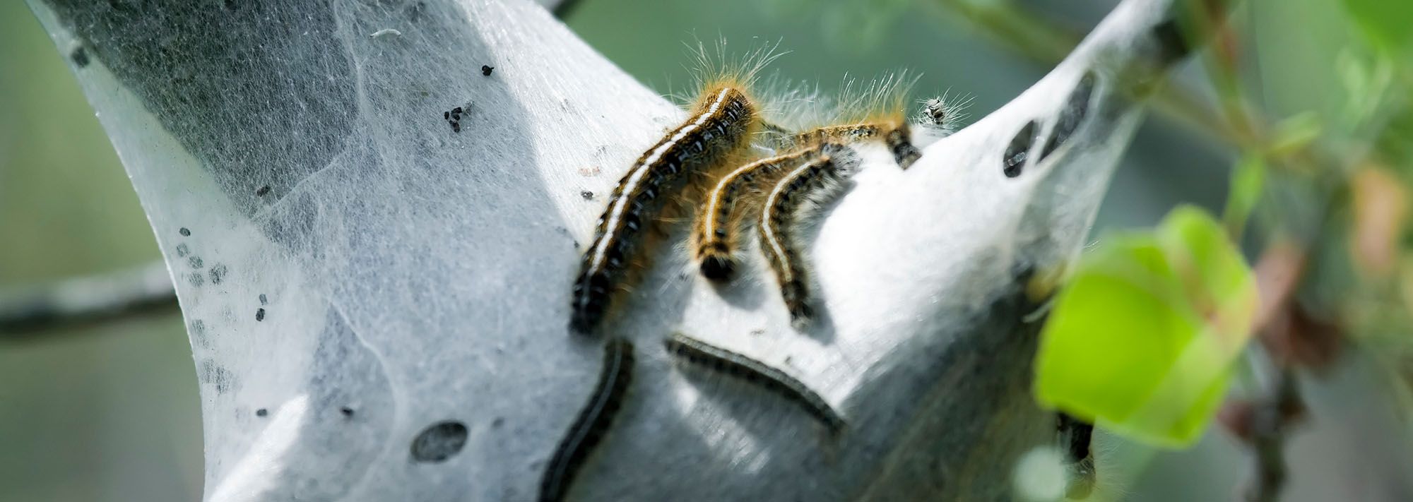 caterpillars in the yard