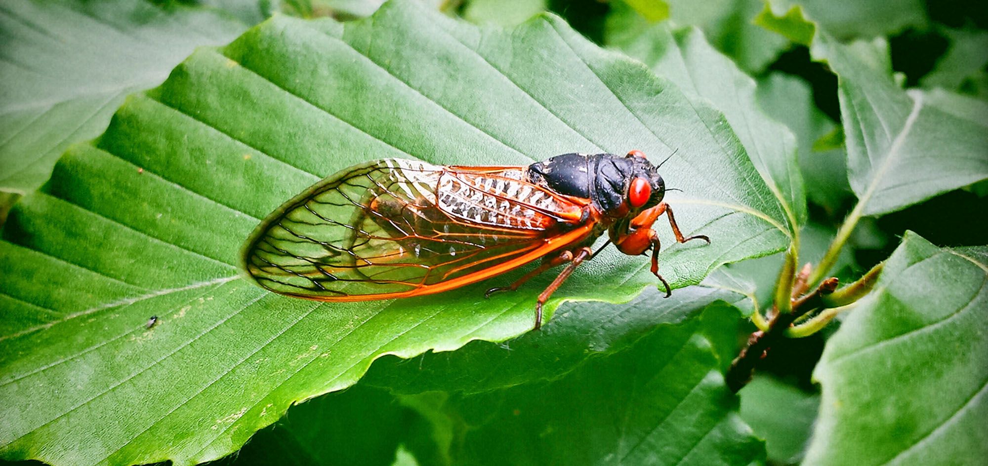 bug on a leaf