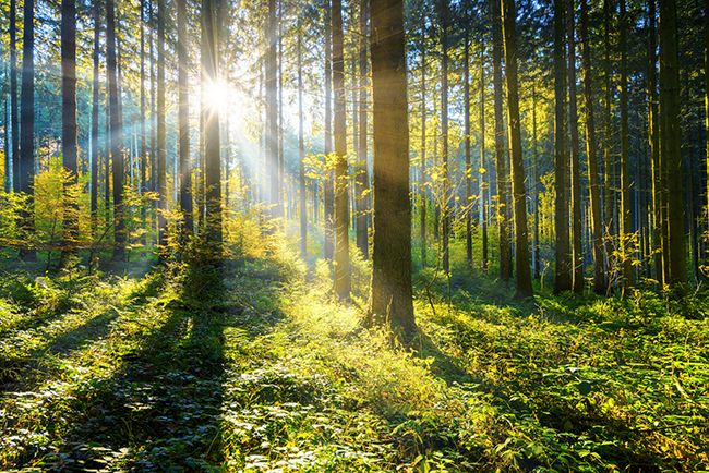 A forest with lots of vegetation.