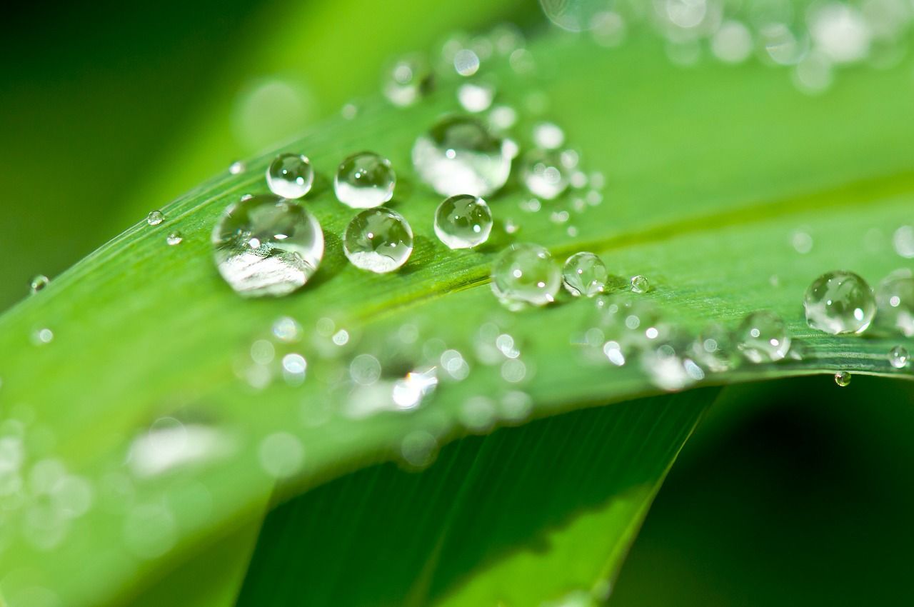 Water droplets on a leaf.