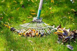how to properly aerate your lawn