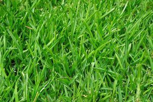 how to properly fertilize your lawn organic lawns