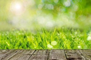 which grass seed is the best for your lawn