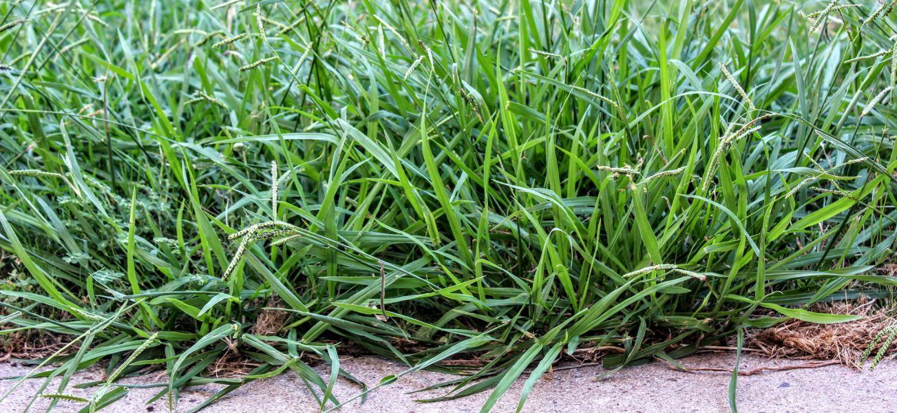 What is Crabgrass? (Characteristics and Appearance) Removal