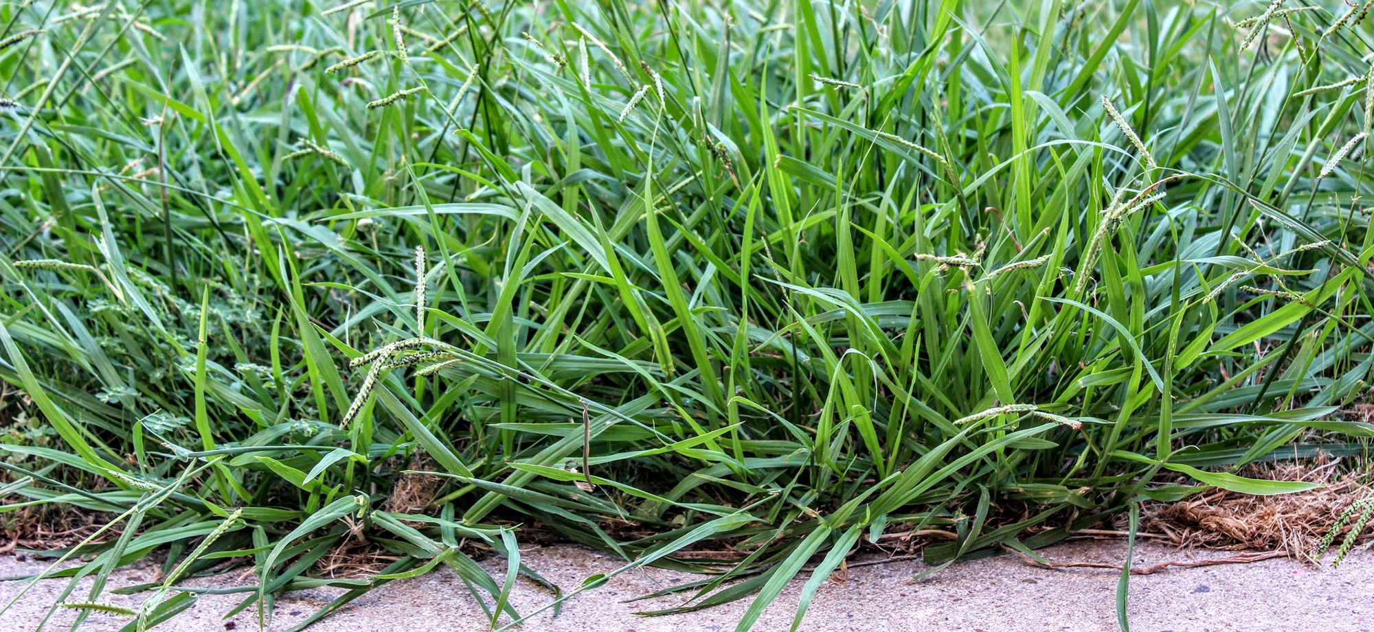 Crabgrass growing in a lawn.