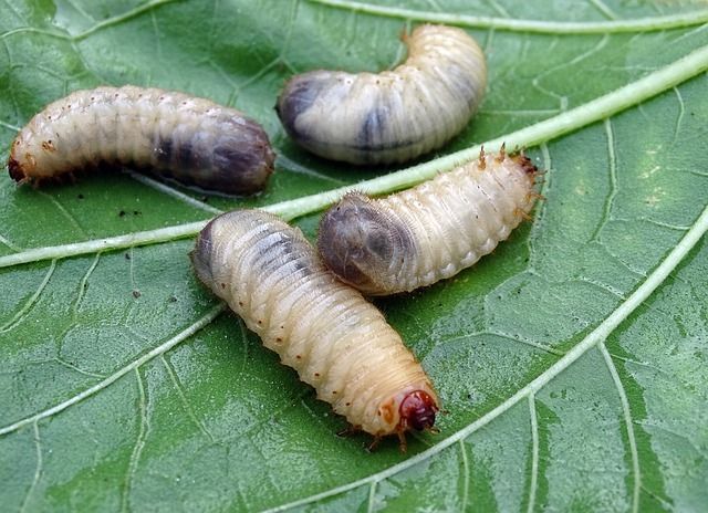 Several white grubs on a leave.