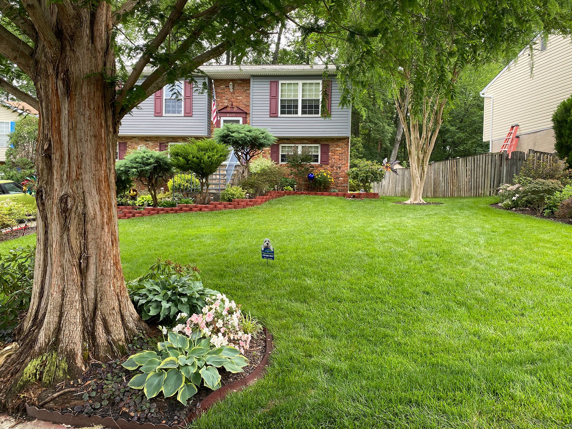 organically treated lawn