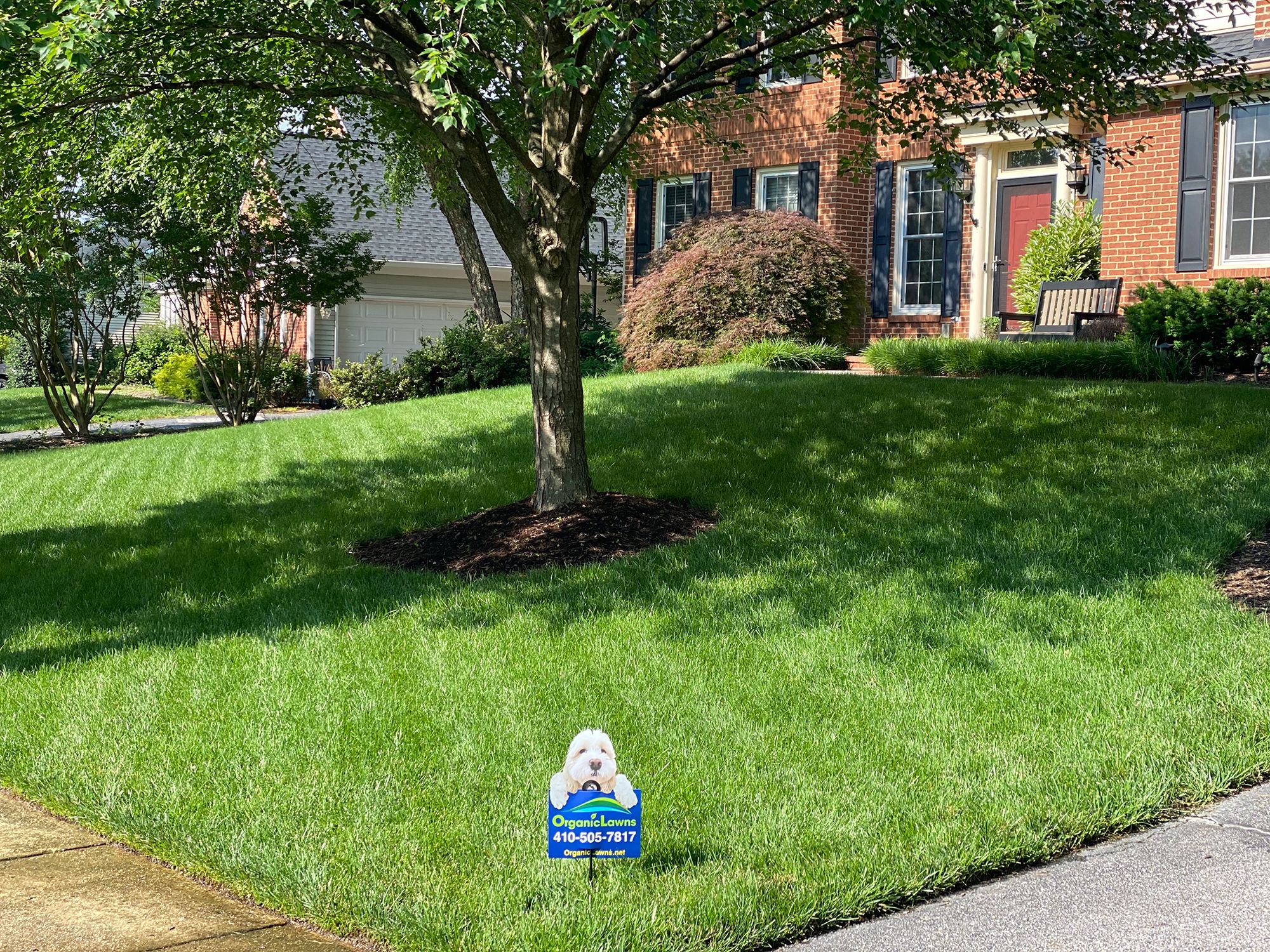 front lawn with a tree