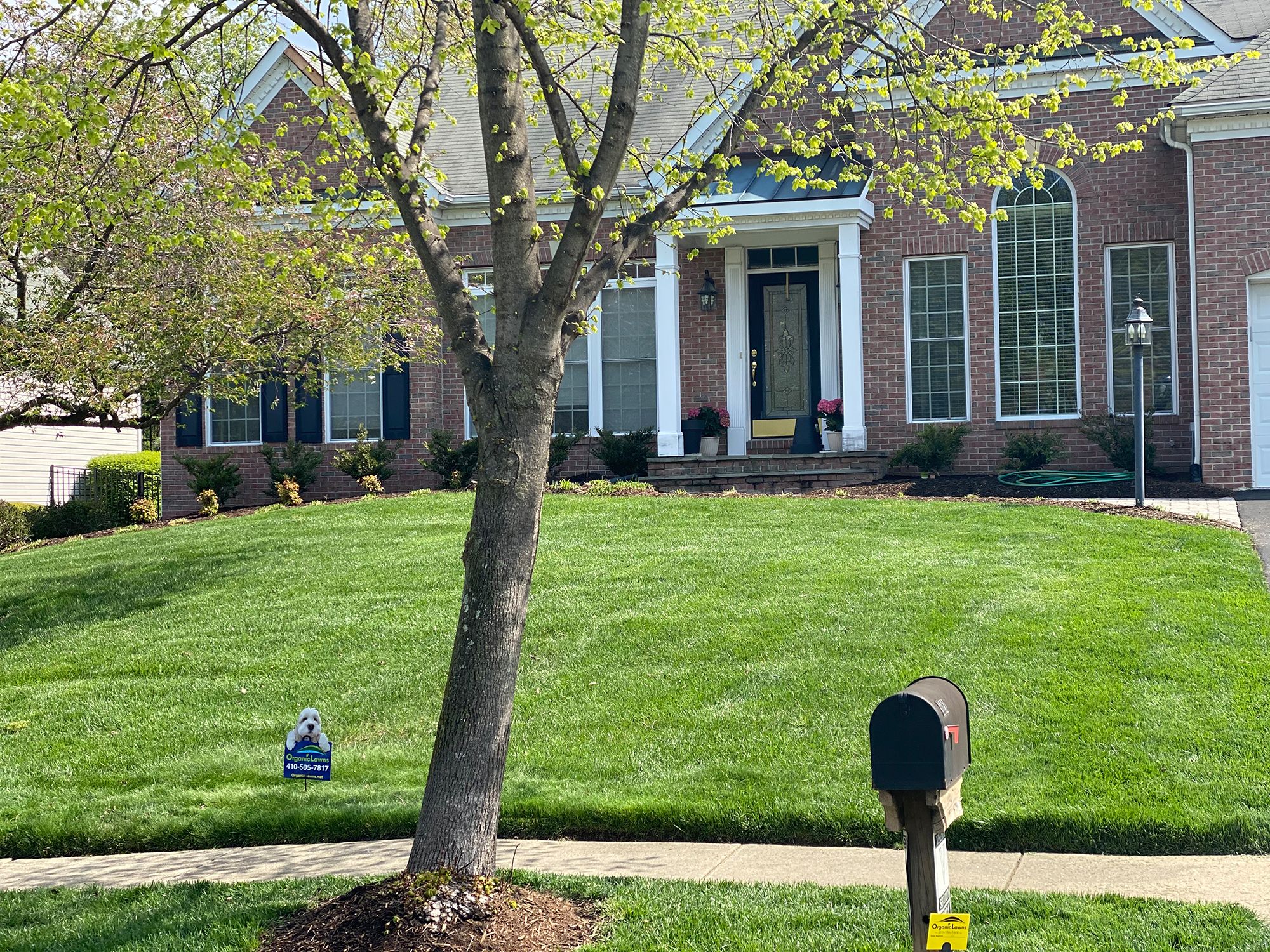 front yard treated by organic lawns