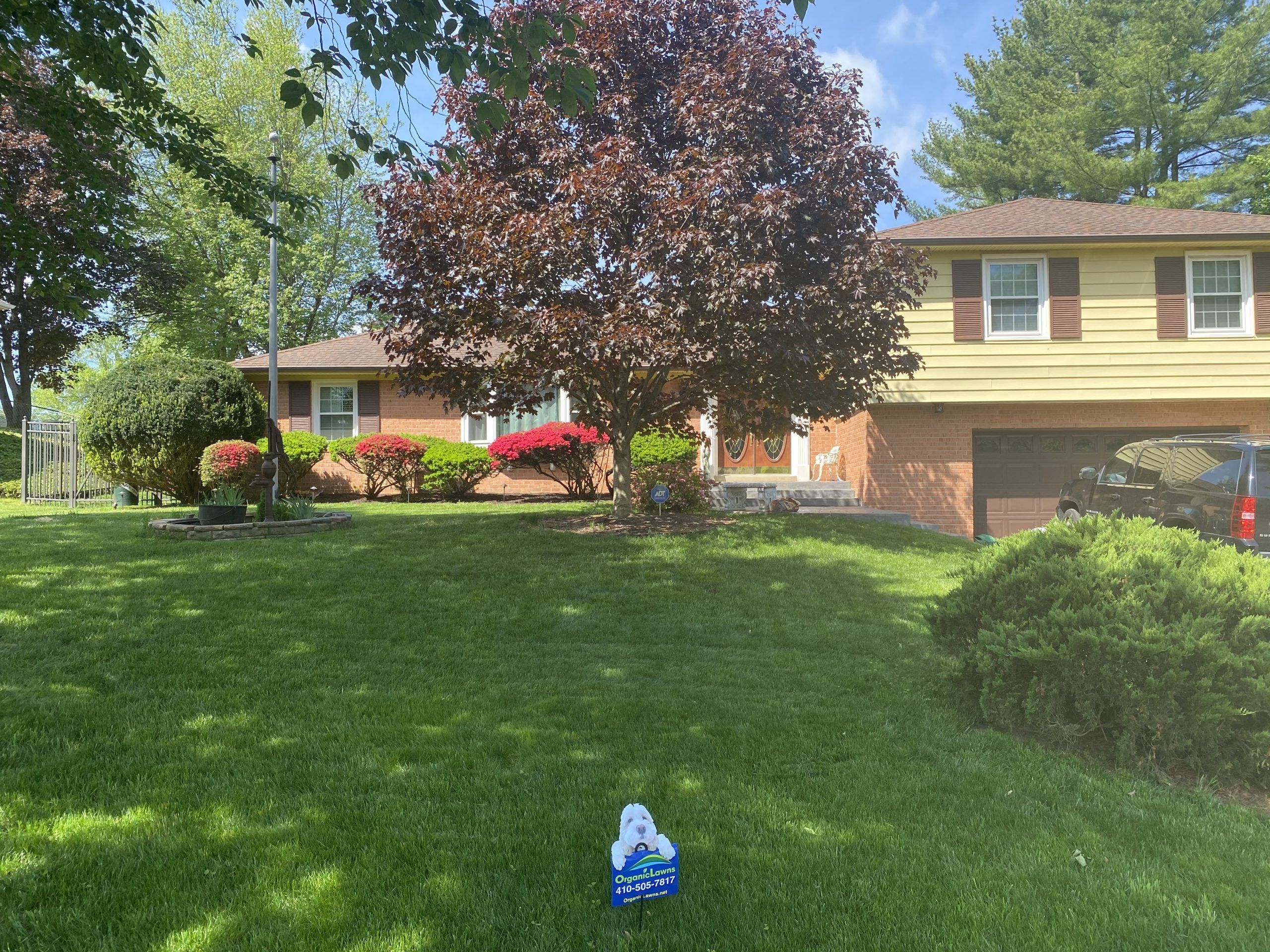 organic front yard with shrubs