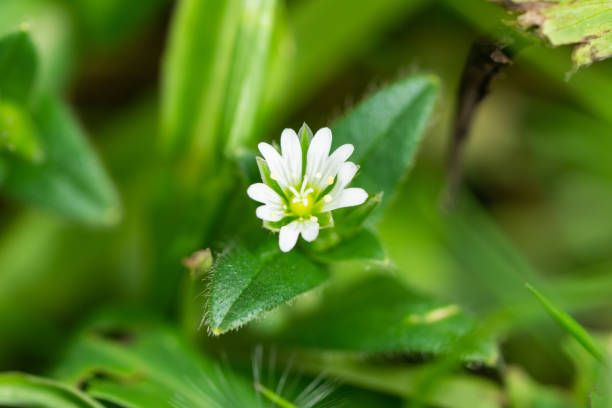 chickweed in the yard