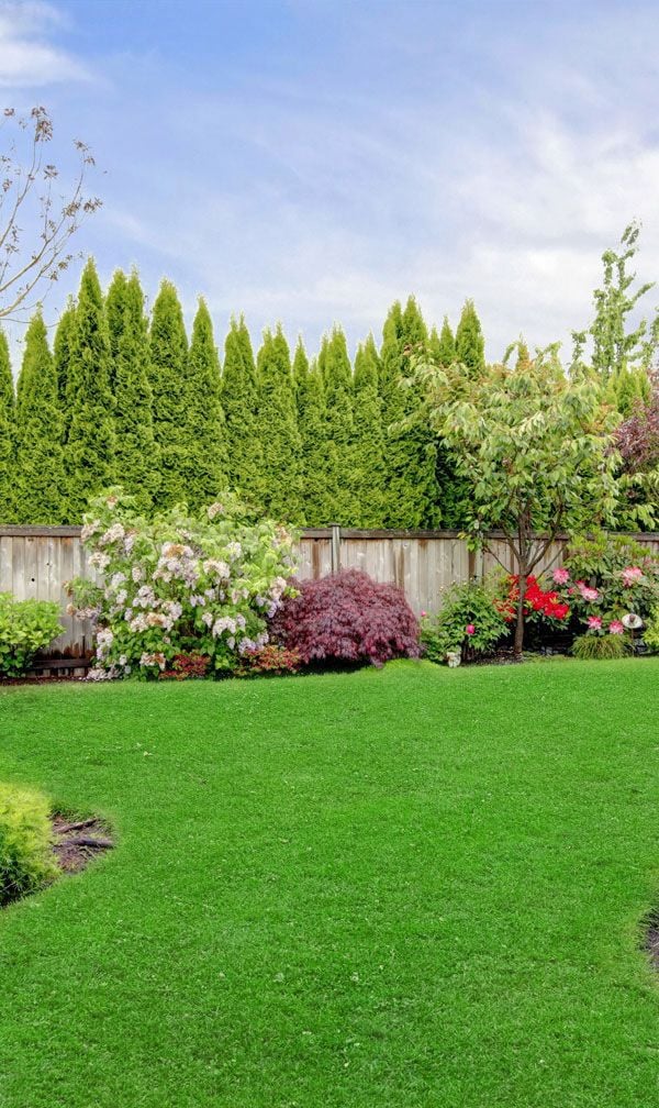 green backyard with trees