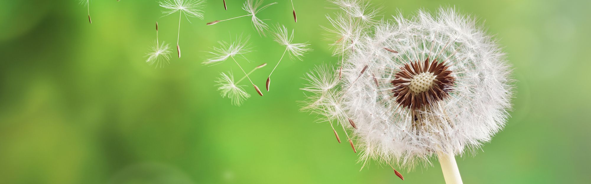 Close up of a germinated dandelion.