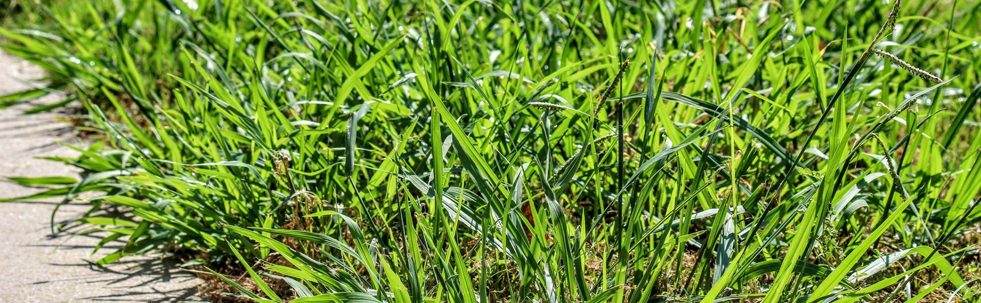 what is bermuda grass