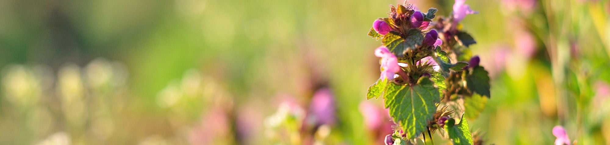 Some Purple Dead Nettle (Lamium purpureum) in meadow.